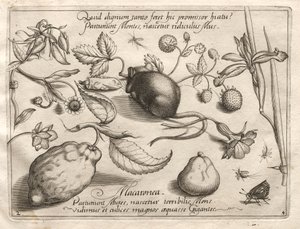 Archetypen und Studien: Was kann im Einklang mit einem so höhlenartigen Versprechen entstehen? (Teil IV, Tafel 2) von Joris Hoefnagel