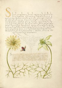 Schwarze Kümmel und Insekt von Joris Hoefnagel