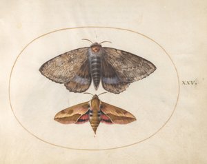 Blauer Unterflügel-Motte und Wolfsmilchschwärmer (Platte 25 aus Ignis) von Joris Hoefnagel