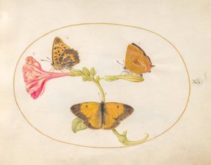 Schmetterling, ca. 1575-80 von Joris Hoefnagel
