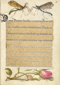 Kronenkranichfliege, Insekt und französische Rose von Joris Hoefnagel