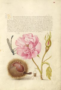 Libelle, Französische Rose, Spanische Kastanie und Spinne von Joris Hoefnagel