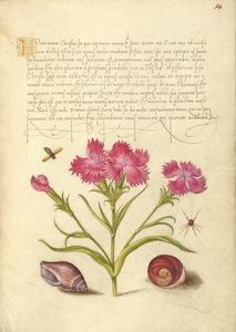 Insekt, Nelke, Spinne, Meeresmollusk und Auge von Santa Lucia von Joris Hoefnagel