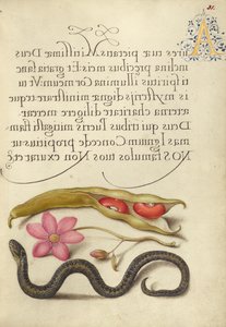 Gartenbohne, Anemone und Natter von Joris Hoefnagel
