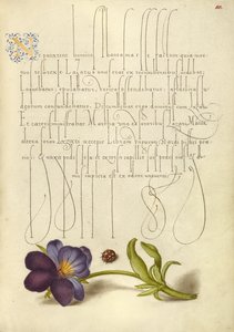 Marienkäfer und Europäisches Wildes Stiefmütterchen von Joris Hoefnagel