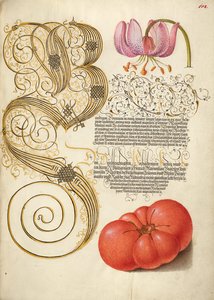 Türkenbundlilie und Tomate von Joris Hoefnagel