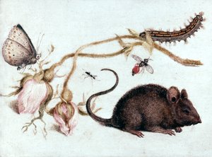 Maus, Blume und Insekt, 16. Jahrhundert von Joris Hoefnagel