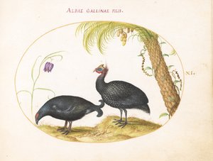 Tafel 11: Ein Kaukasusbirkhuhn und ein Helmperlhuhn von Joris Hoefnagel