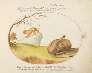 Tafel 11: Eine Löwin mit zwei Löwen im Hintergrund von Joris Hoefnagel