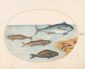 Tafel 11: Vier Fische und Muscheln von Joris Hoefnagel