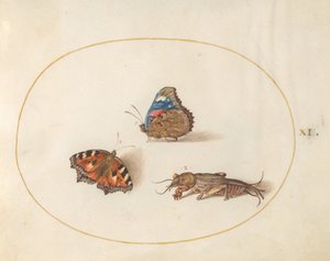Tafel 11: Kleiner Fuchs und Admiral mit einer Maulwurfsgrille von Joris Hoefnagel