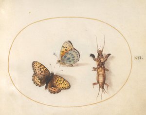 Tafel 12: Zwei Ansichten eines Schmetterlings (Silberrand-Perlmutterfalter?) und einer Maulwurfsgrille von Joris Hoefnagel