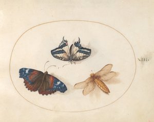 Tafel 13: Gelber Schwalbenschwanz und Admiral mit einer Libelle (Plattbauch?) von Joris Hoefnagel