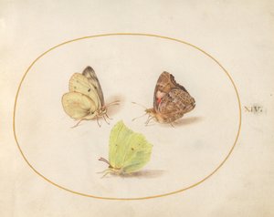 Tafel 14: Zitronenfalter, Distelfalter und Postillon von Joris Hoefnagel