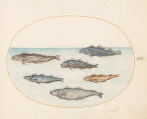 Tafel 15: Sechs "Asellorum" Fische (Kabeljau?) von Joris Hoefnagel