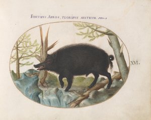 Tafel 16: Wildschwein