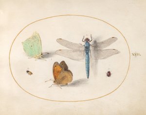Tafel 17: Zitronenfalter und Großes Ochsenauge(?), eine blaue Jagdlibelle und zwei kleine Insekten von Joris Hoefnagel