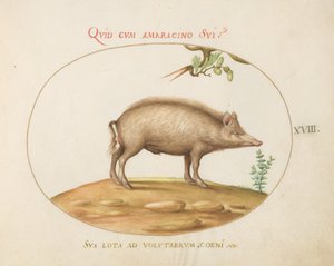 Tafel 18: Ein Schwein mit Eicheln