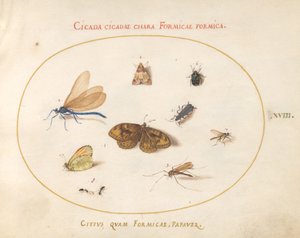 Tafel 18: Zwei Schmetterlinge und eine Motte mit einer Libelle, zwei Ameisen und vier weiteren Insekten von Joris Hoefnagel
