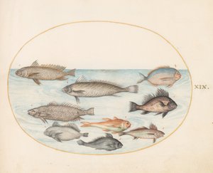 Tafel 19: Ein Riffbarsch und andere Fische, darunter zwei "Coracinis" von Joris Hoefnagel