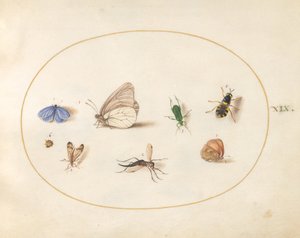 Tafel 19: Zwei Schmetterlinge mit fünf anderen Insekten von Joris Hoefnagel