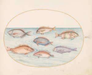 Teller 20: Meerbrasse, Dentex, Sargo und andere Fische von Joris Hoefnagel