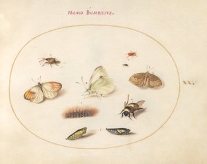 Tafel 20: Drei Schmetterlinge, eine Raupe, eine Biene, zwei Puppen und drei Rüsselkäfer von Joris Hoefnagel