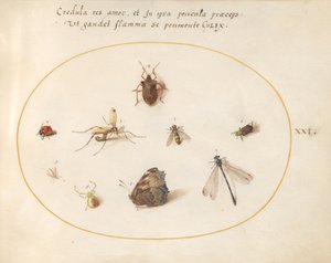 Tafel 21: Ein Schmetterling mit einer Libelle, einem Marienkäfer und fünf anderen Insekten von Joris Hoefnagel