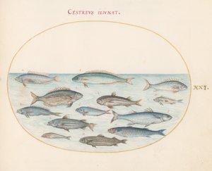 Tafel 21: Kabeljau(?) und andere Fische