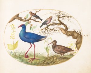 Tafel 21: Sumpfhuhn und Waldschnepfe mit einem gestreiften Karmingimpel, einem Finken und Eichengallen von Joris Hoefnagel