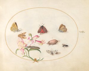 Tafel 22: Schmetterlinge mit anderen Insekten und einem Löwenmaul von Joris Hoefnagel
