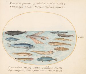 Tafel 22: Meeräsche, fliegender Fisch, Aale und andere Fische von Joris Hoefnagel