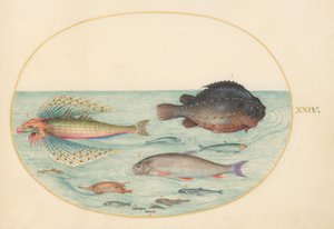 Tafel 24: Fliegender Knurrhahn, männlicher Klumpfisch, Langstachel-Schnabelfisch und andere Fische