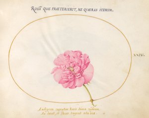 Tafel 24: Rosa Rose von Joris Hoefnagel