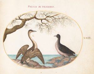Tafel 26: Kormoran und Blässhuhn