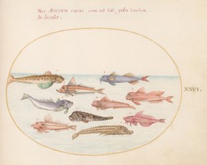 Tafel 26: Knurrhähne, Drachenköpfe und andere Fische