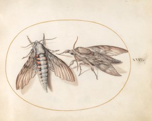 Tafel 26: Zwei Schwärmer