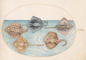 Tafel 29: Nagelrochen und vier andere Rochen von Joris Hoefnagel
