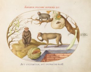 Tafel 29: Zwei Affen, ein "Arctopithecus" (Faultier?) und Früchte von Joris Hoefnagel