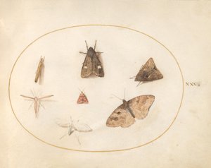 Tafel 30: Sieben Motten