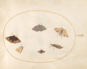 Tafel 32: Sechs Motten von Joris Hoefnagel