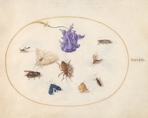 Tafel 33: Motte und Schmetterling mit anderen Insekten und einer Akeleiblume von Joris Hoefnagel
