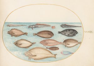 Tafel 33: Seezunge und andere Plattfische mit Bandfisch(?) von Joris Hoefnagel