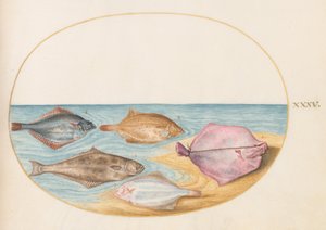 Tafel 35: Die Unterseiten eines Steinbutts (?) und anderer Plattfische von Joris Hoefnagel