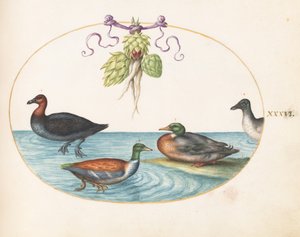 Tafel 36: Mittelsäger, Löffelente und Stockente, und Ente mit Artischocken von Joris Hoefnagel