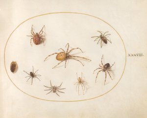 Tafel 37: Sieben Spinnen und ein Insekt