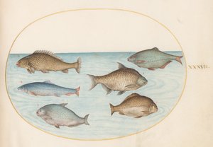 Teller 37: Sechs Fische, darunter Karpfen von Joris Hoefnagel