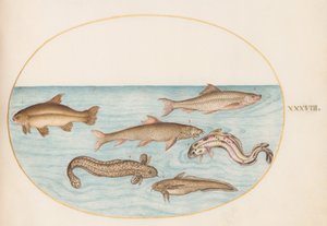 Tafel 38: Quappe, Seequappe und andere Fische von Joris Hoefnagel