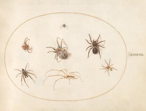Tafel 38: Sieben Spinnen