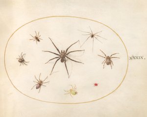 Tafel 39: Acht Spinnen